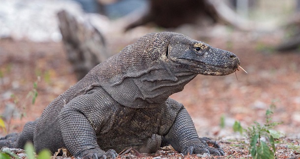 Komodo Dragon Excursion 3D/2N